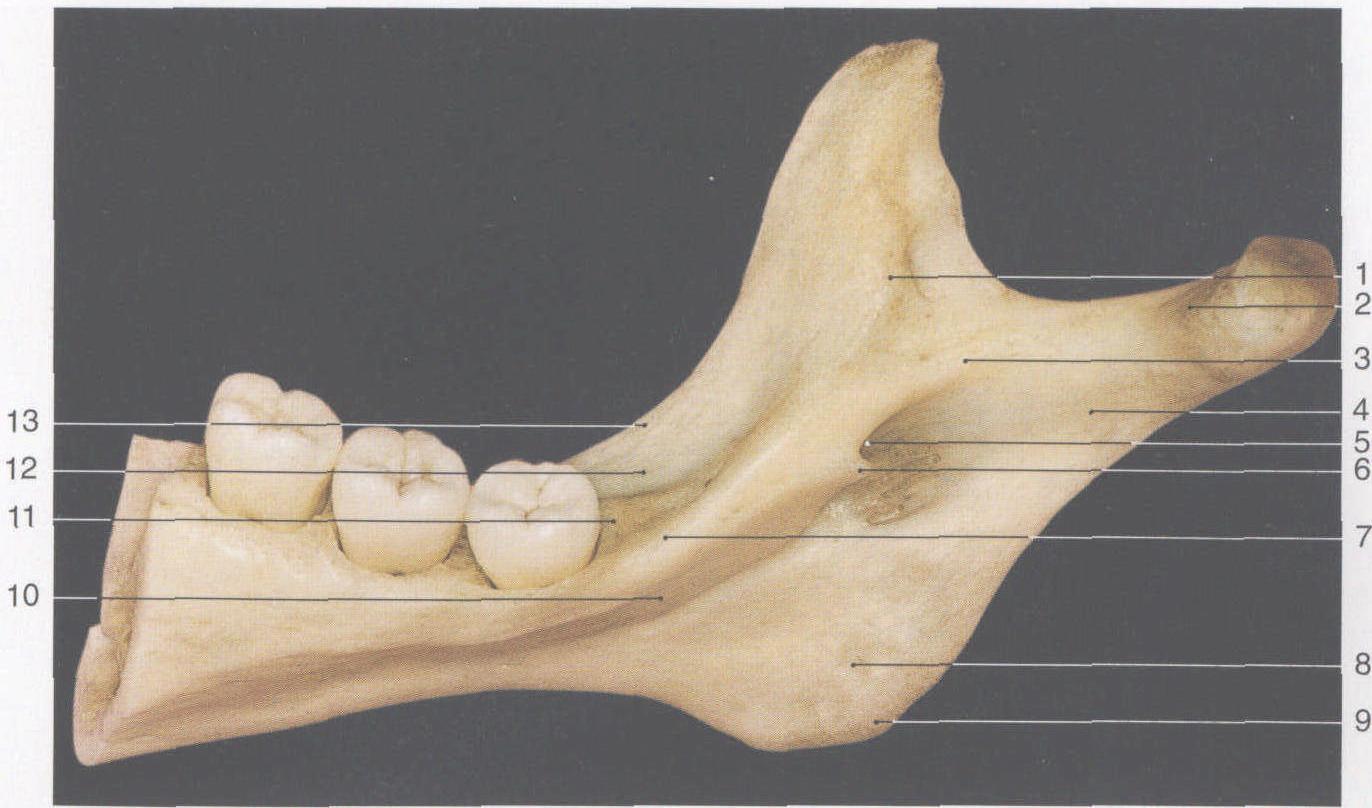 图31 上颌骨（内侧面观）-人体解剖组织学-医学